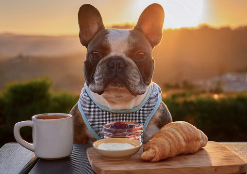 Bulldog franc&eacute;s desayunando caf&eacute; y croissant
