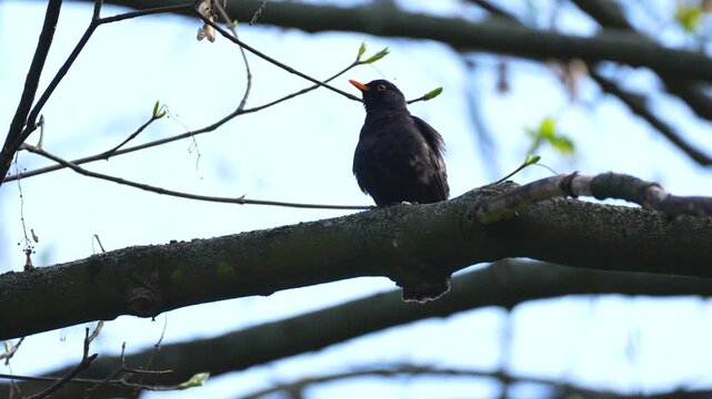 Blackbird ( Turdus merula ) on a branch