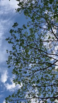 Vertical View of Green Tree Canopy Against Blue Sky with Clouds