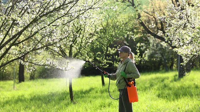 Farmer using garden sprayer on fruit tree blossom. Spring gardening in orchard. Woman spraying pesticide at blooming plum tree in sunset. Slow motion