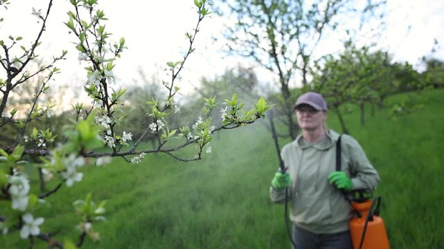 Farmer spraying plum blossom with insecticide against pests and diseases in orchard using garden sprayer. Spring farming. Slow motion