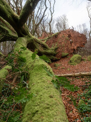 Naklejka premium Scene in a forest park after powerful hurricane with trees fallen on the ground. Effect of a strong storm wind. Destruction caused by nature to nature. Nobody. Green and brown tone.