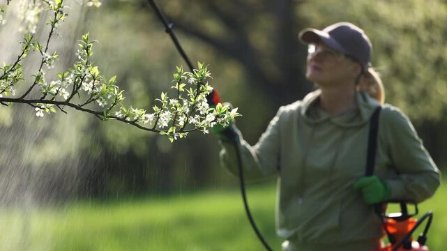 Spraying plum blossom with insecticide against pests and diseases in garden using pressure sprayer. Farmer spring gardening in fruit orchard
