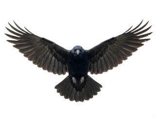 Fototapeta premium Majestic black crow in mid-flight showcasing powerful wingspan against pure white backdrop with dramatic soft lighting and moody contrast