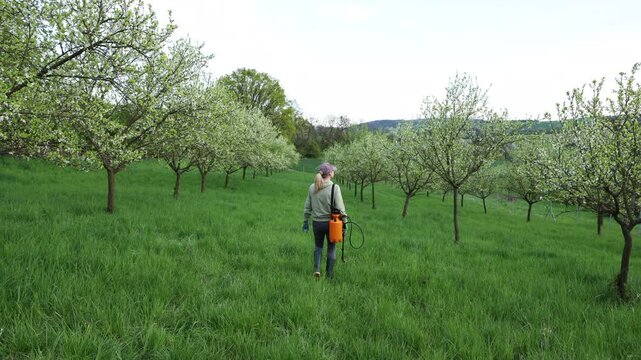 Woman farmer with garden sprayer is walking in blooming orchard and control plum trees. Spring gardening at fruit farm