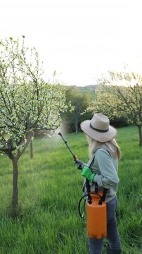 Farmer spraying pesticide or insecticide blooming plum tree with pressure sprayer. Agricultural activity in spring orchard