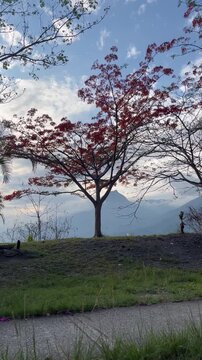 Vertical Scenic View of Red Flowering Tree and Misty Mountains