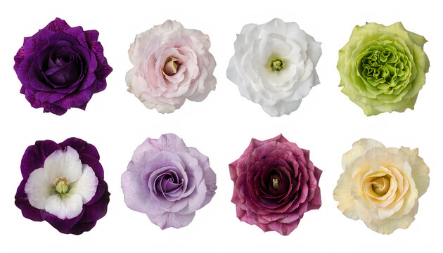 Collection of vibrant lisianthus flowers in various colors isolated on transparent background