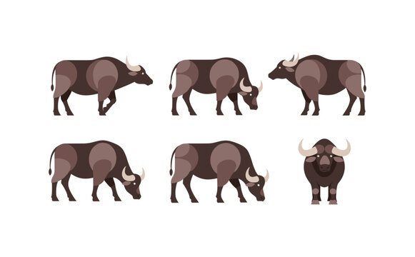 Buffalo Herd Multiple Poses