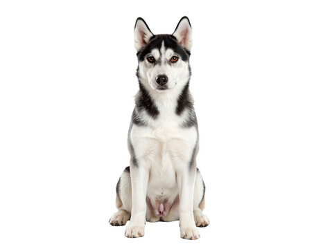 Adorable Husky Puppy Sitting in a Clean Studio Environment