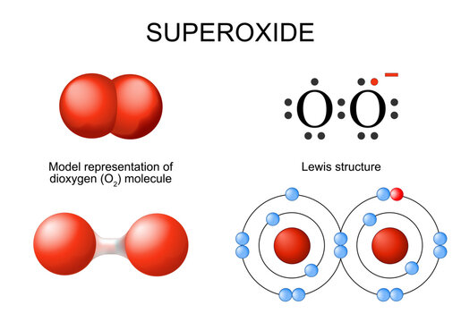 Superoxide. Model of dioxygen. O2 molecule. Lewis structure. Oxygen atom