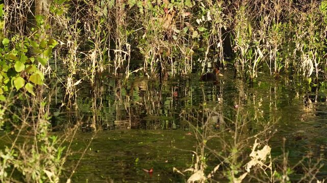 A female Eurasian coot (Fulica atra) and her chick are foraging for food among the plants in a wetland. A striking wildlife scene capturing the peaceful moments of nature along the lake shore.