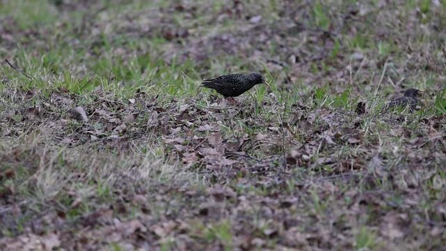 The starling, sturnus, walks on the ground and searches for worms in the grass and foliage, slow motion