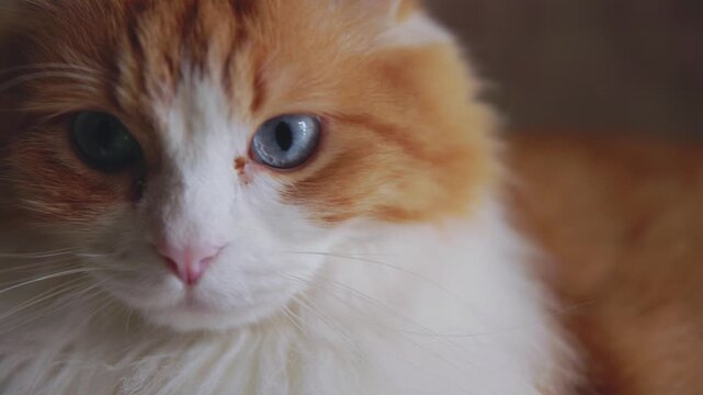 Extreme Close-up of Od&iacute;n Newman&rsquo;s Face