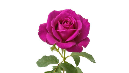 Fototapeta premium Isolated single vibrant magenta rose flower with green stem and leaves, elegant fresh bloom