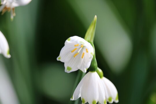 Niv&eacute;ole d'&eacute;t&eacute;