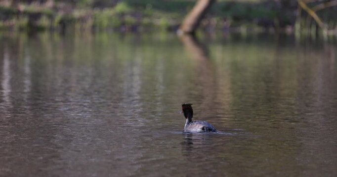 Slow motion of great crested grebe swimming on calm lake surface and diving underwater for food