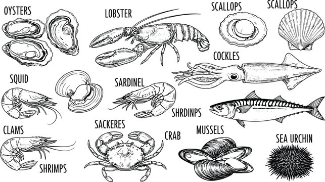 Detailed black and white seafood illustrations with oysters, lobster, scallops, crab, mussels, squid, shrimps, clams, marine culinary artwork