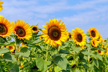 Obraz premium Sunflowers bloom in a field under a blue sky on a clear day in summer