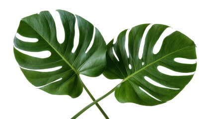 Isolated two beautiful vibrant green Monstera deliciosa tropical leaves, exotic plant decor © Conor