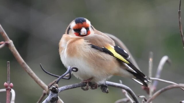 Close-up view of European goldfinch perched on twig looking back with vivid red face black white head yellow wing patch and fluffy white belly against blurred background