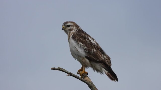 Side profile of common buzzard perched on thin branch against clear blue sky showing brown white mottled plumage yellow legs and sharp hooked beak