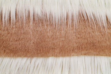 Brown and white fur texture with bands seen in close up from an animal hide taken indoors in soft lighting © Fleuronica