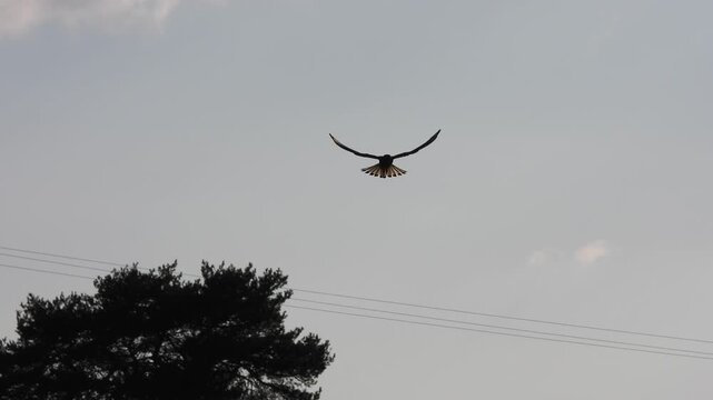 Silhouette of bird of prey gliding with wings spread and fanned tail against overcast sky above tree tops and power lines