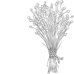 Fototapeta premium Dry flax seed in sheaves vector sketch, superfood foliage tied with a rope, engraved hand drawn Linen seeds bundle