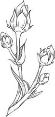 Fototapeta premium Flax stem with flowers sketch, vector engraved hand drawn superfood foliage, essential herb, medicinal plant Linen