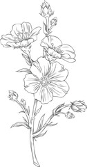 Fototapeta premium Flax branch with flowers sketch, vector engraved hand drawn superfood foliage, essential herb, medicinal plant Linen