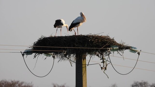 Two white storks standing on large stick nest built on utility pole against pale sky with power lines visible in rural setting