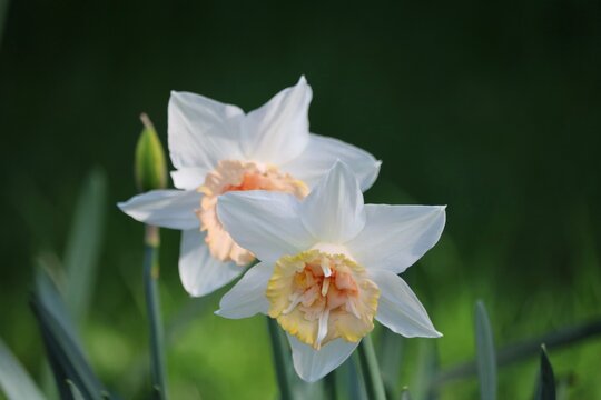 Narcisse