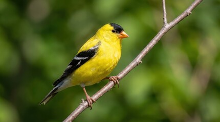 Fototapeta premium Male american goldfinch bird perched on thin branch against soft green foliage background.