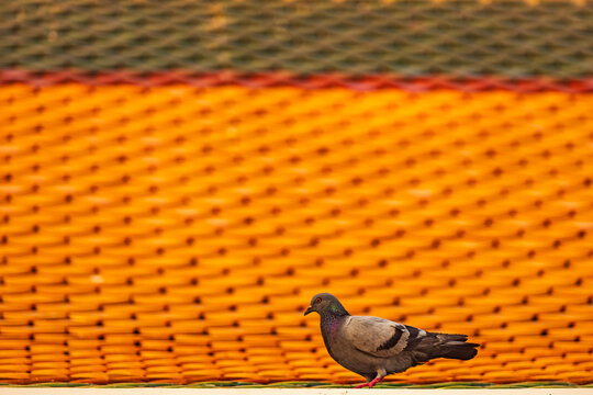 A lone pigeon stands on a ledge against a vibrant orange tiled roof