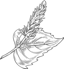 Fototapeta premium Chia plant vector engraved sketch, Salvia hispanica, condiment or flavoring grains, seeds, organic superfood foliage