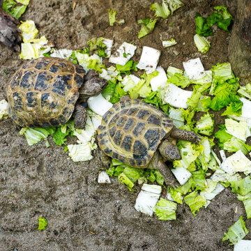 Two tortoises eating fresh green lettuce on sandy ground. A high-angle shot of two Central Asian tortoises (Testudo horsfieldii) grazing on lettuce leaves on a sandy soil background.