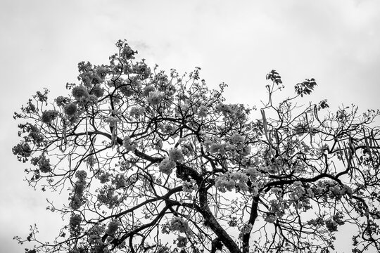Trees of guayac&aacute;n in flowering season (White and Black)