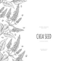 Fototapeta premium Chia plant with flowers and seeds sketch, vector engraved hand drawn seamless border design, Salvia hispanica, superfood