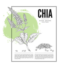 Fototapeta premium A monochrome poster featuring a branch, flowers, leaves, and chia seeds, hand-drawn