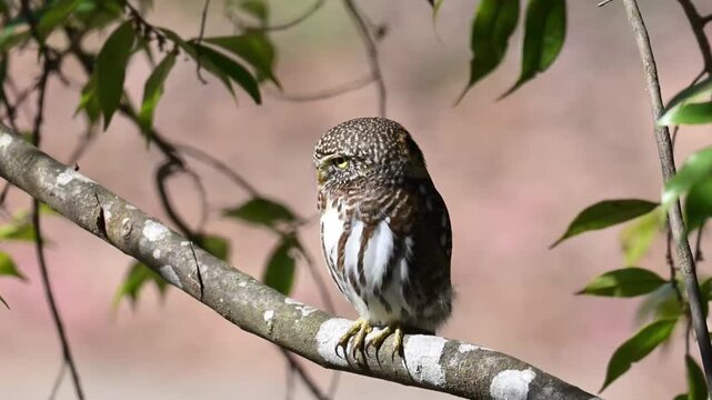 Collared owlet perched on branch turning head to display false eyes