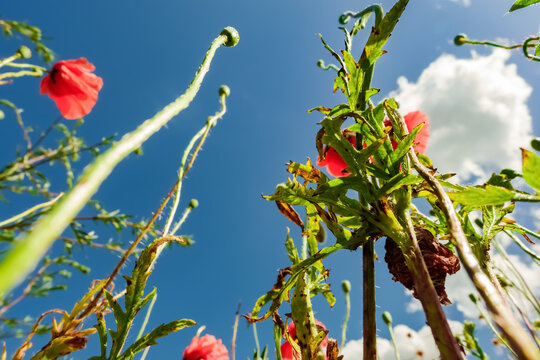 Red poppy flowers against blue sky closeup view in Gniezno Poland