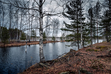 Fototapeta premium Landscape with swamp, white birches along the edges, spring cloud day.