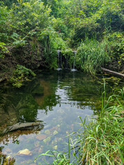 Obraz premium Small tranquil waterfall leads into a shallow stream nestled among dense green vegetation, grass and algae in the water. Calm, natural beauty in a secluded rural forest in the summer.