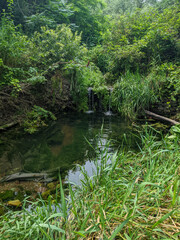 Obraz premium Small tranquil waterfall leads into a shallow stream nestled among dense green vegetation, grass and algae in the water. Calm, natural beauty in a secluded rural forest in the summer.