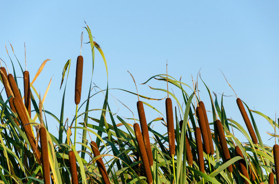 Brown cattails growing against a blue sky The Concept of wetland flora