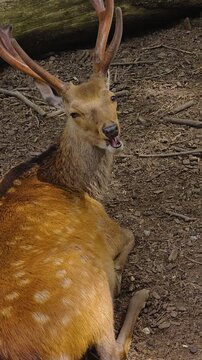 Close up of a axis deer buck sitting in the forest turning his head in vertical format