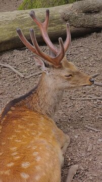 Close up of a axis deer buck sitting in the forest turning his head in vertical format