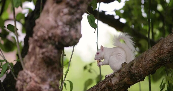 Albino Eastern grey squirrel eating peanut on a tree branch, UK