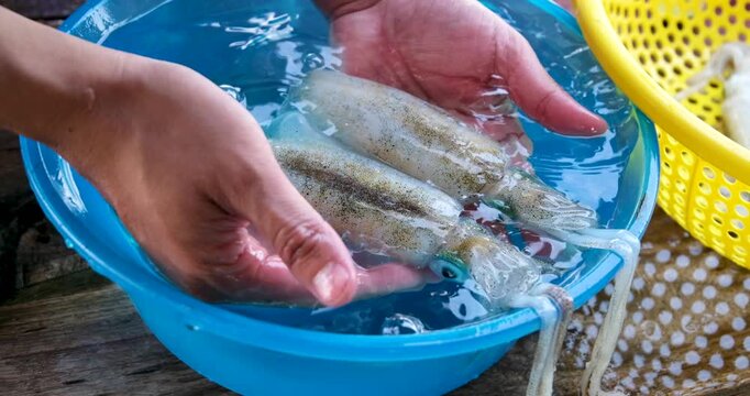 Squid cleaning and preparation by hand with ink release washing in blue basin and draining in yellow colander showing traditional Asian seafood process